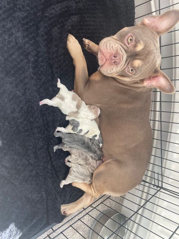 Pocket bully x English bulldog - Image 2 of 6