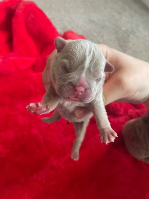 Pocket bully x English bulldog - Image 4 of 6