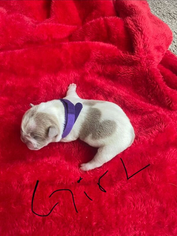 Pocket bully x English bulldog - Image 5 of 6