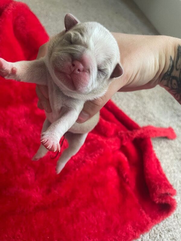 Pocket bully x English bulldog - Image 6 of 6