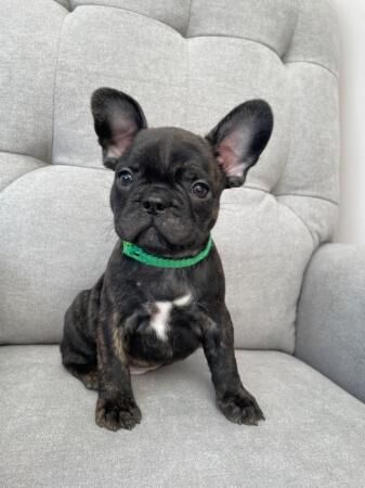 *Price Reduced* 12week old French Bulldog brindle puppies for sale in Grantham, Lincolnshire