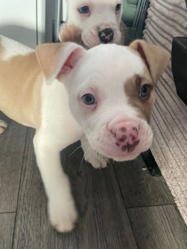 English Bulldog puppies for sale in Rochester, Kent – 8 weeks old