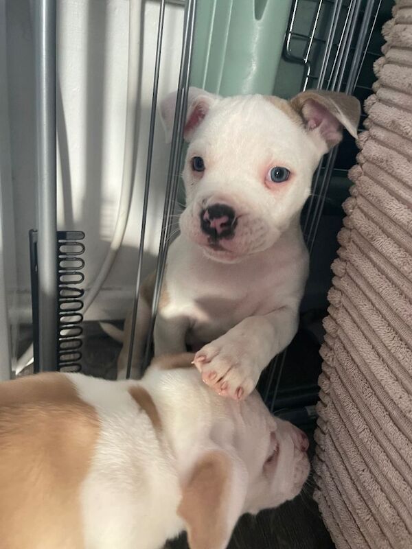 English Bulldog puppies for sale in Rochester, Kent – 9 weeks old - Image 2 of 2