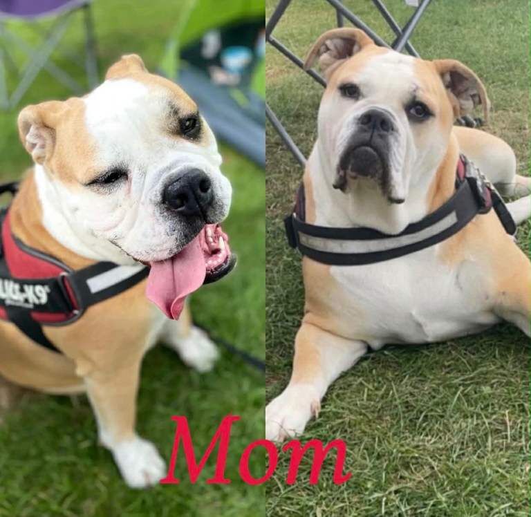 Puppies - Image 2 of 5