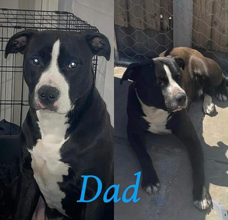 Puppies - Image 3 of 5