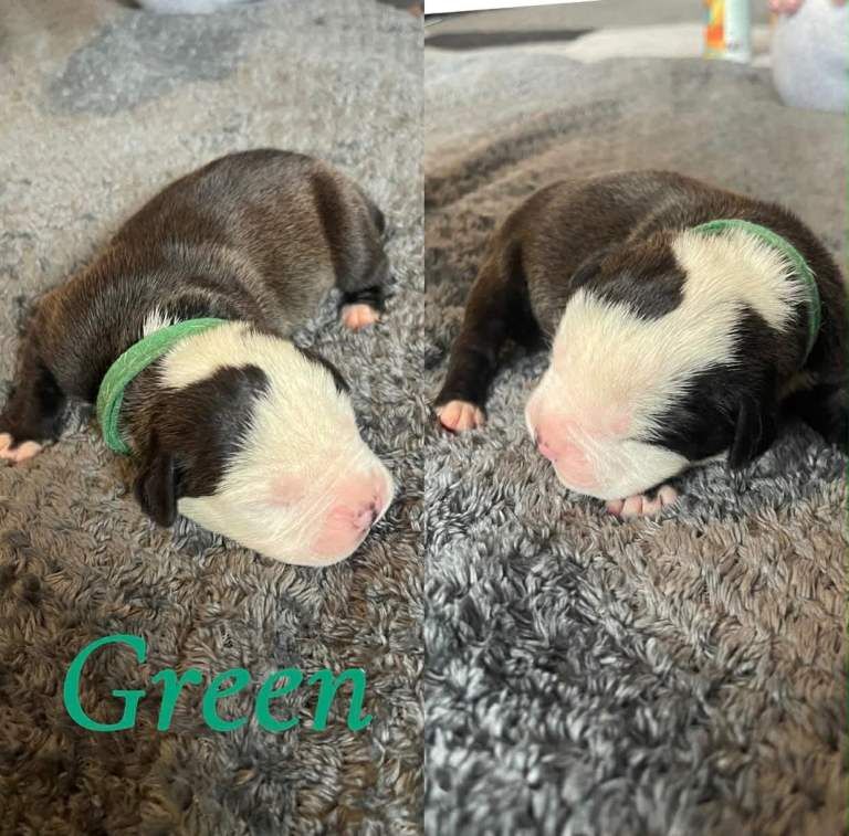 Puppies - Image 4 of 5