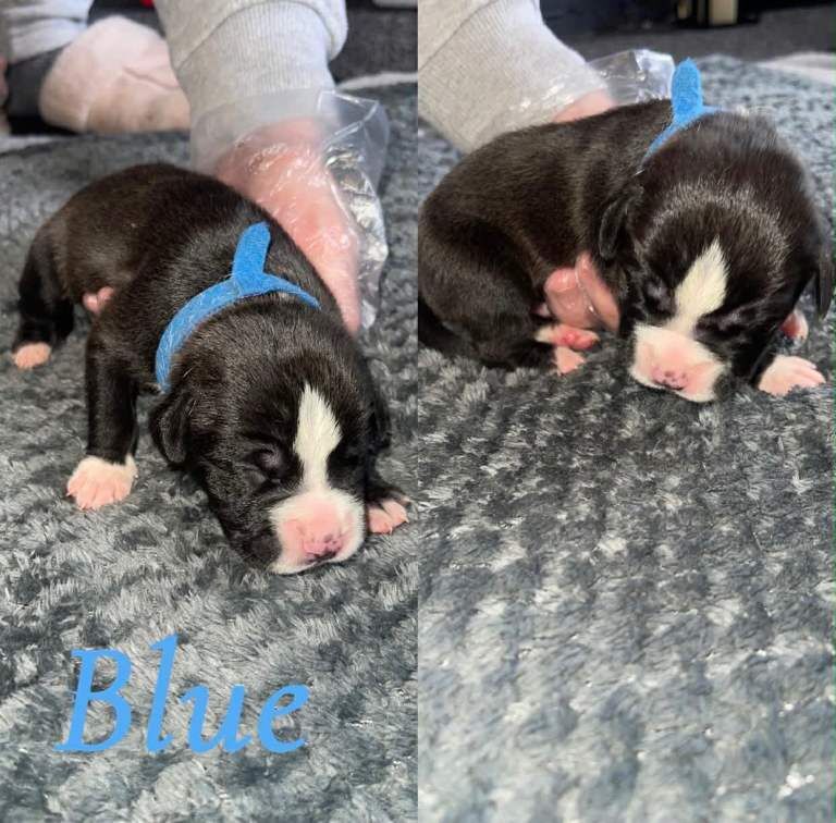 Puppies - Image 5 of 5