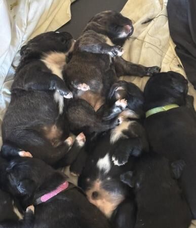 Puppies Mixed Breed born 08/04/24 for sale in Fleetwood, Lancashire