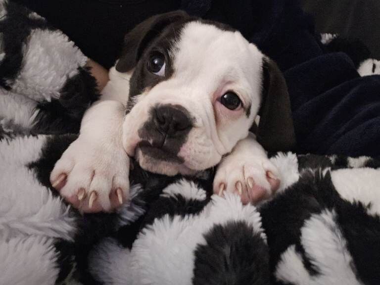 English Bulldog puppies for sale in Newcastle-under-Lyme, Staffordshire – 4 months old
