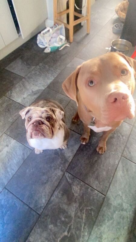 English Bulldog puppies for sale in Oxford, Oxfordshire – KC registered, 2 years old