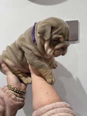 Quality English bulldogs pups for sale in Adbolton, Nottinghamshire