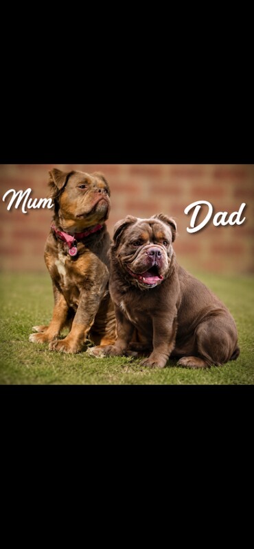 Rare Fluffy Mammut Gene Olde English Bulldogge Puppies . Make me an offer!!