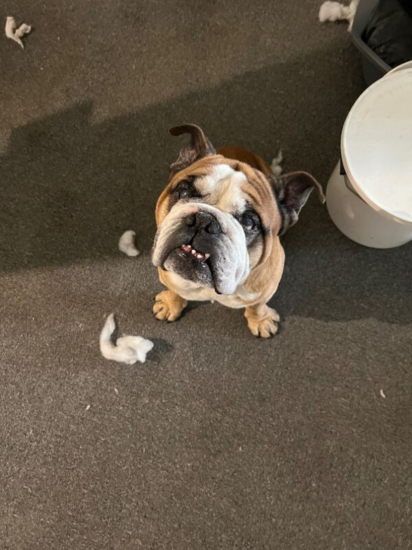 Re homing British Bulldog for sale in Reading, Berkshire