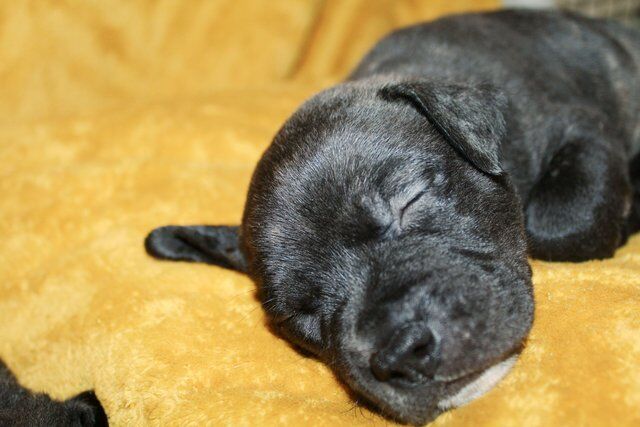 Ready now! blue/black + blue/fawn staffies for sale in Doncaster, South Yorkshire
