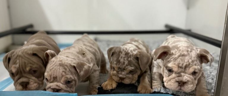 Kennel Club Registered English Bulldog Puppies For Sale