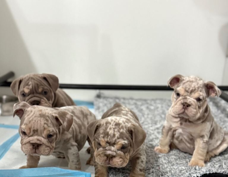 English Bulldog puppies for sale in Ilkeston, Derbyshire – 8 weeks old - Image 2 of 5