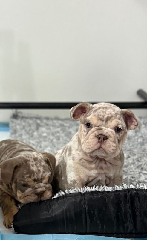 English Bulldog puppies for sale in Ilkeston, Derbyshire – 8 weeks old - Image 3 of 5