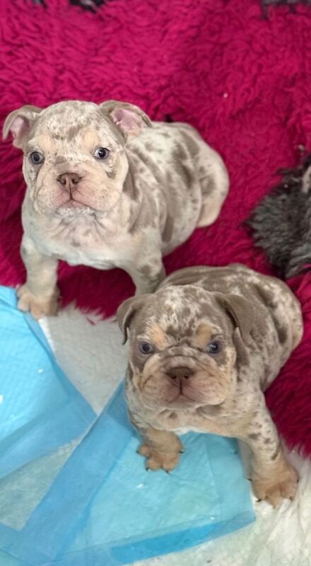English Bulldog puppies for sale in Ilkeston, Derbyshire – 8 weeks old - Image 5 of 5