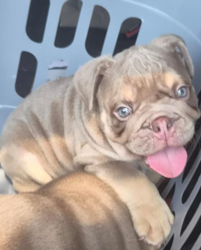 Ready now ks registered lilac/blue tri english bulldogs