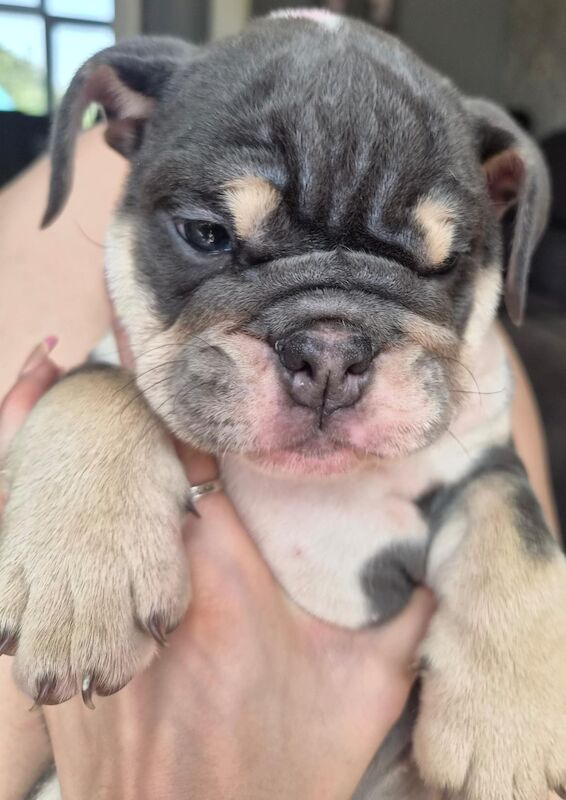 Ready now ks registered lilac/blue tri english bulldogs - Image 2 of 8