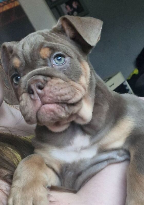 Ready now ks registered lilac/blue tri english bulldogs - Image 3 of 8