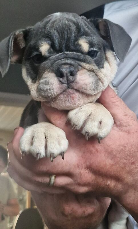 Ready now ks registered lilac/blue tri english bulldogs - Image 4 of 8