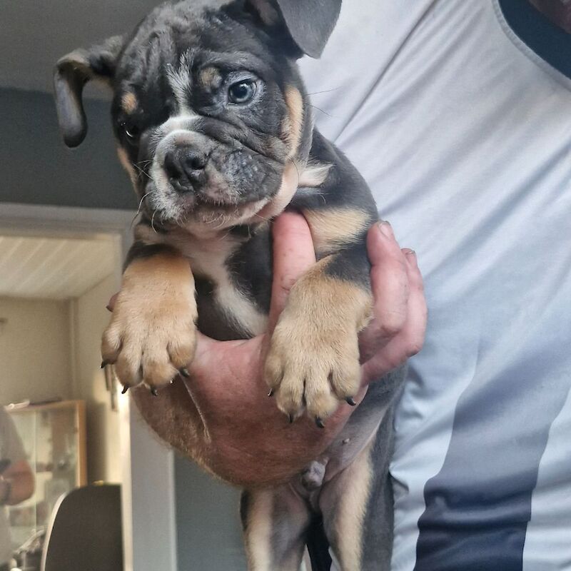 Ready now ks registered lilac/blue tri english bulldogs - Image 5 of 8