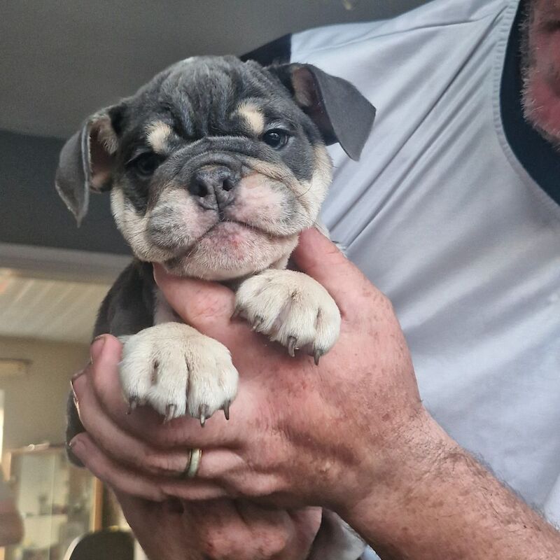 Ready now ks registered lilac/blue tri english bulldogs - Image 6 of 8