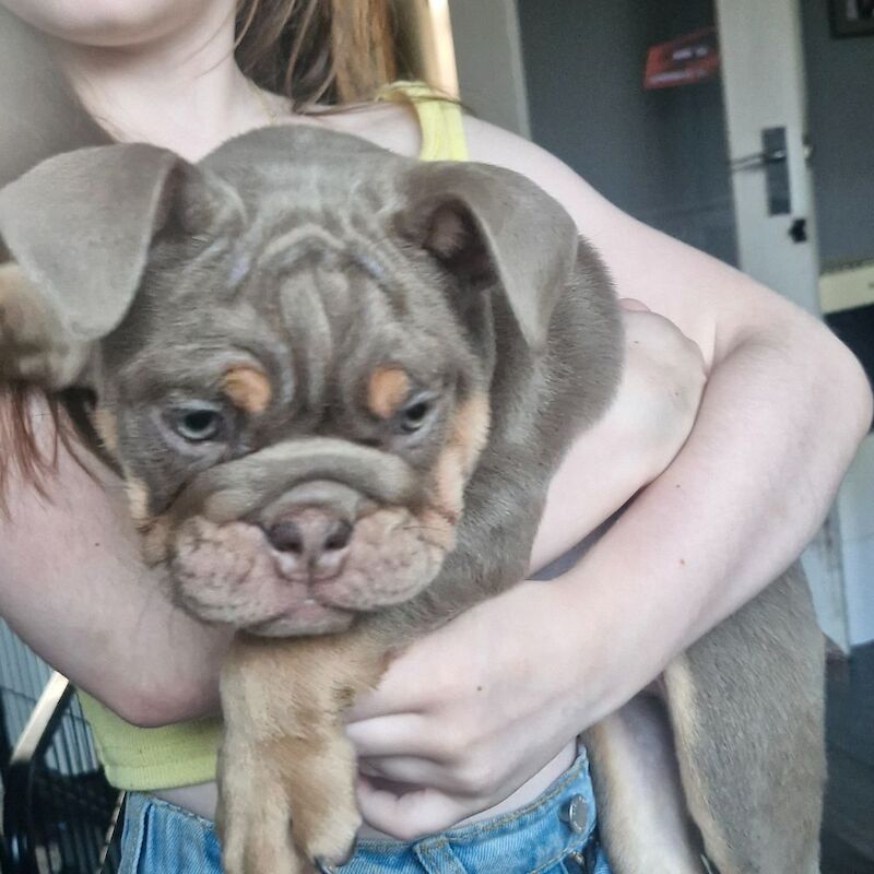 Ready now ks registered lilac/blue tri english bulldogs - Image 7 of 8