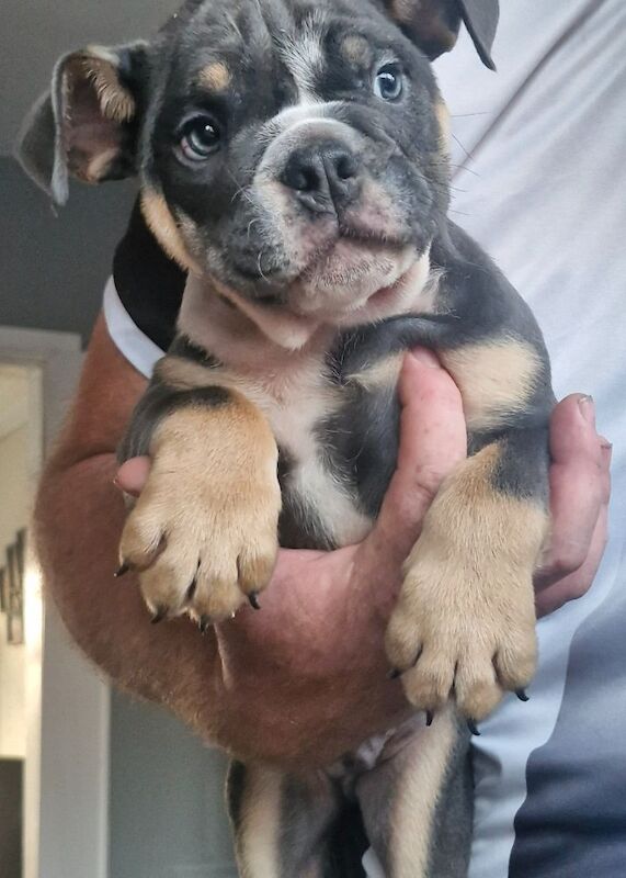 Ready now ks registered lilac/blue tri english bulldogs - Image 8 of 8