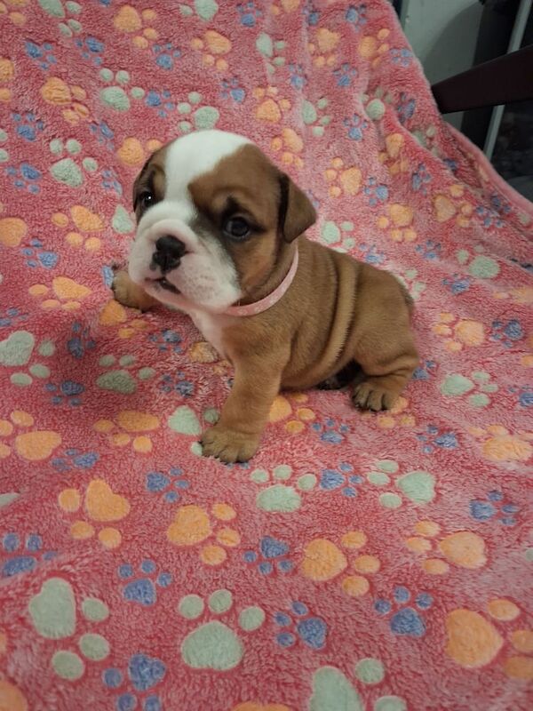 English Bulldog puppies for sale in Pontarddulais, West Glamorgan – KC registered, 4 weeks old