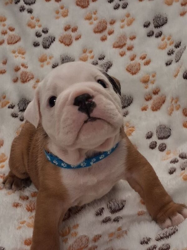English Bulldog puppies for sale in Pontarddulais, West Glamorgan – KC registered, 4 weeks old - Image 3 of 3