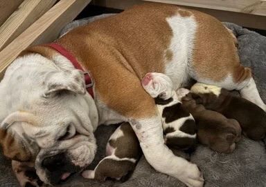 Red & White English Bulldog (KC reg) - Image 2 of 5