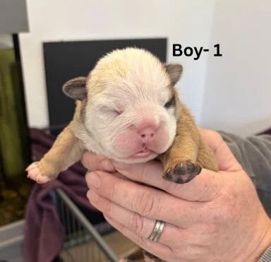 Red & White English Bulldog (KC reg) - Image 3 of 5