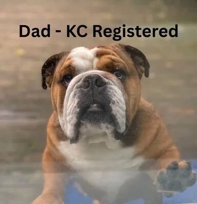 Red & White English Bulldog (KC reg) - Image 4 of 5