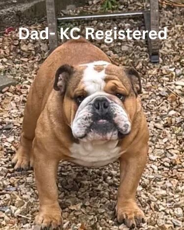 Red & White English Bulldog (KC reg) - Image 5 of 5