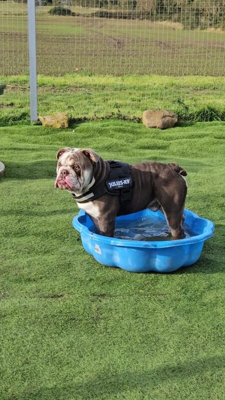 Kennel Club Registered English Bulldog Puppies For Sale