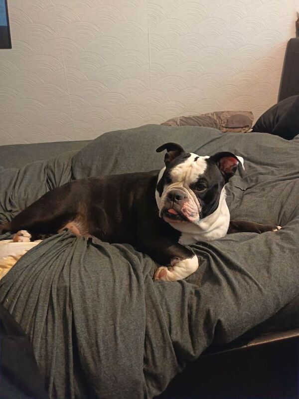 Bulldog Puppies For Sale