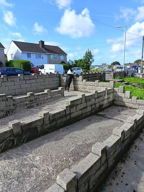 English Bulldog puppies for sale in Pen-lan, Swansea – 5 years old - Image 2 of 4