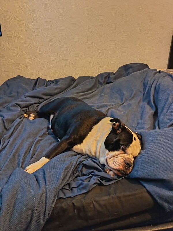 English Bulldog puppies for sale in Pen-lan, Swansea – 5 years old - Image 3 of 4