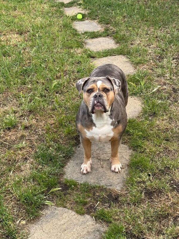 English Bulldog Puppies For Sale Under £1,000