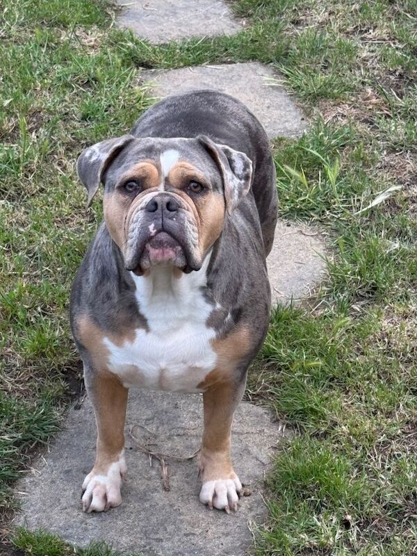 Rehoming looking for a new home - Image 2 of 2
