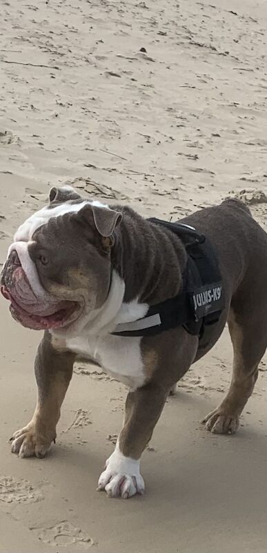 English Bulldog puppies for sale in Solihull, West Midlands – KC registered, 1 year old