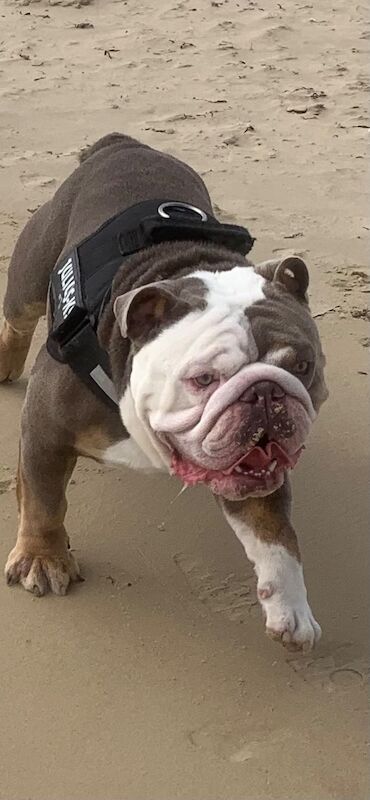 English Bulldog puppies for sale in Solihull, West Midlands – KC registered, 1 year old - Image 2 of 4