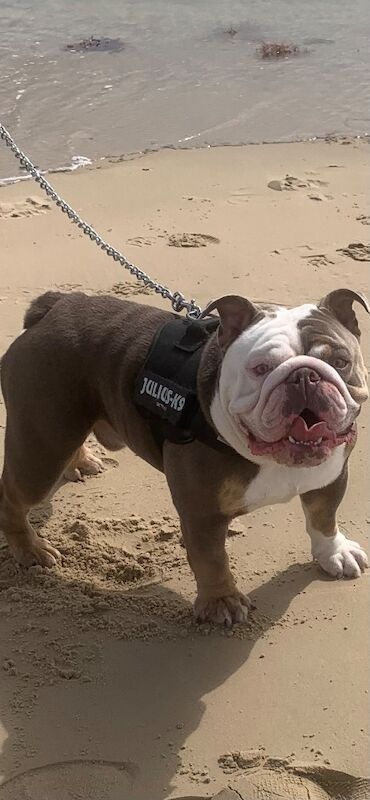 English Bulldog puppies for sale in Solihull, West Midlands – KC registered, 1 year old - Image 3 of 4