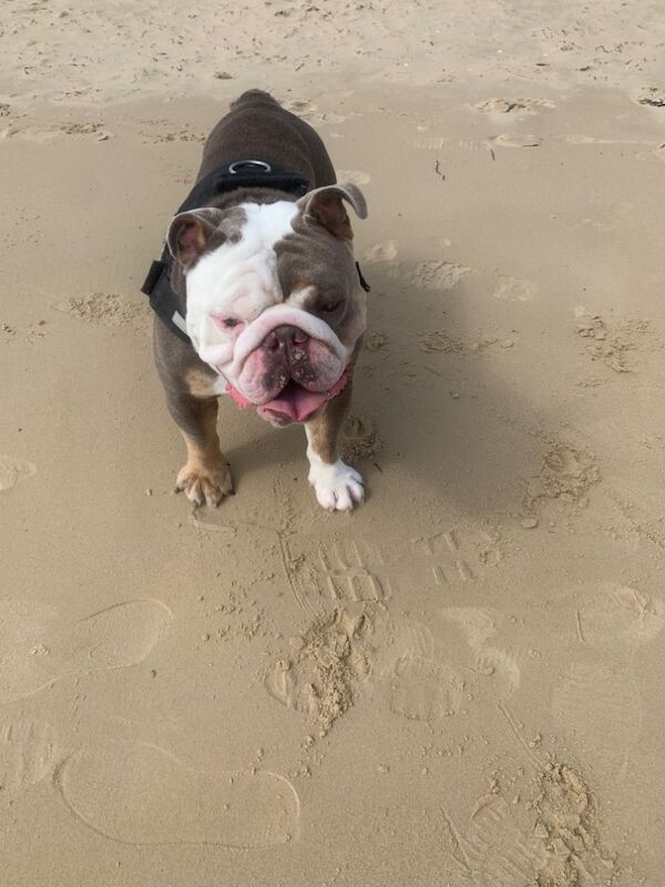 English Bulldog puppies for sale in Solihull, West Midlands – KC registered, 1 year old - Image 4 of 4