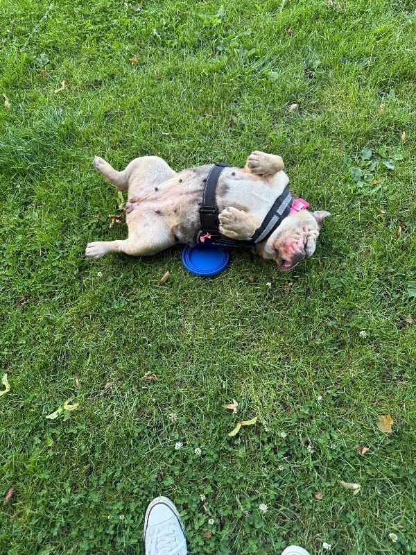 Rosie - Image 4 of 5