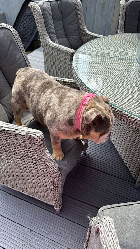 Rosie - Image 5 of 5