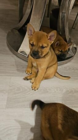 Shiba inu x french bulldog puppies for sale in Halstead, Essex