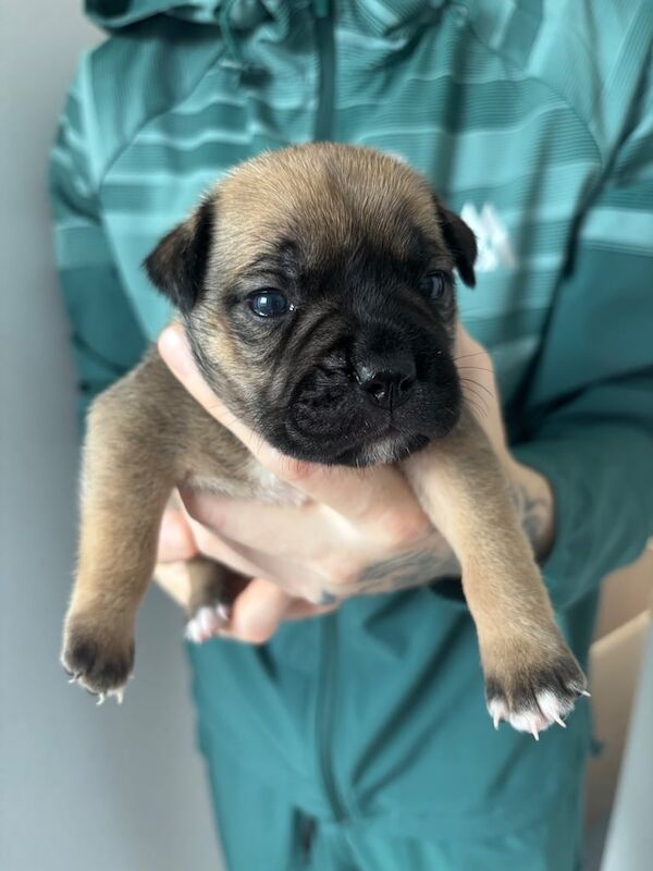 English Bulldog puppies for sale in Newtownabbey, County Antrim – 5 weeks old